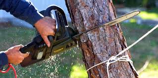 Best Root Management and Removal  in Short Pump, VA
