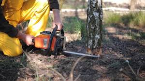 Best Tree and Shrub Care  in Short Pump, VA