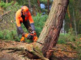 Best Tree Removal  in Short Pump, VA