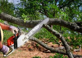 Best Tree Mulching  in Short Pump, VA