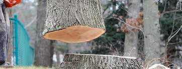 Best Emergency Tree Removal  in Short Pump, VA