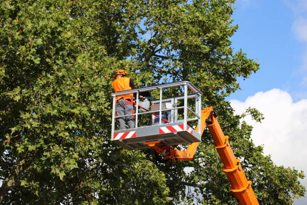 Short Pump, VA Tree Services Company