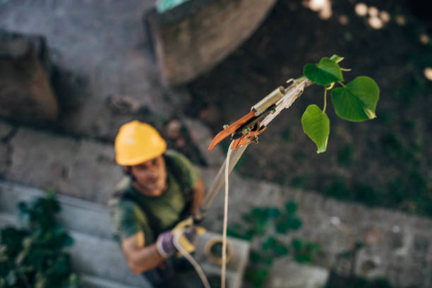 Best Firewood Processing and Delivery  in Short Pump, VA