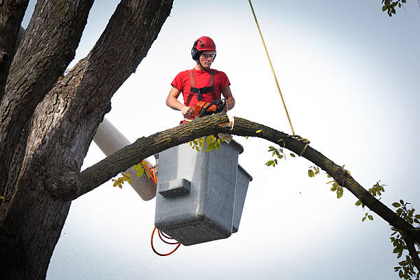 Best Tree Preservation Services  in Short Pump, VA