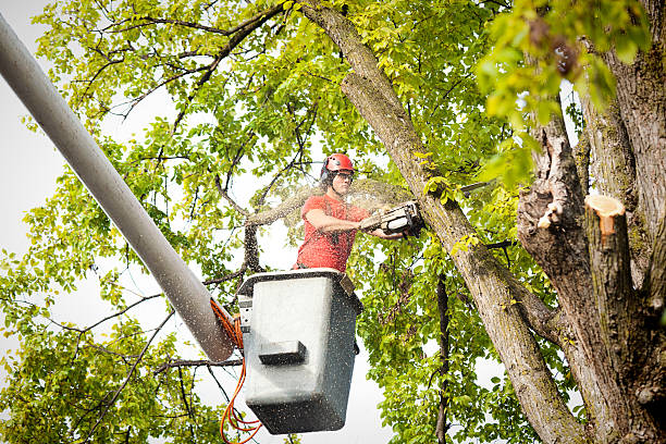 Best Hazardous Tree Removal  in Short Pump, VA