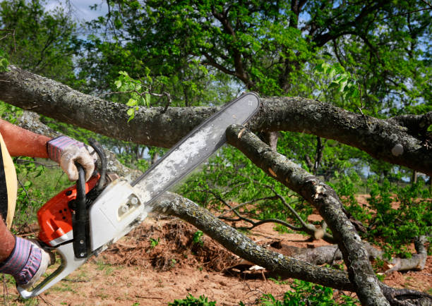Lawn Renovation and Restoration in Short Pump, VA